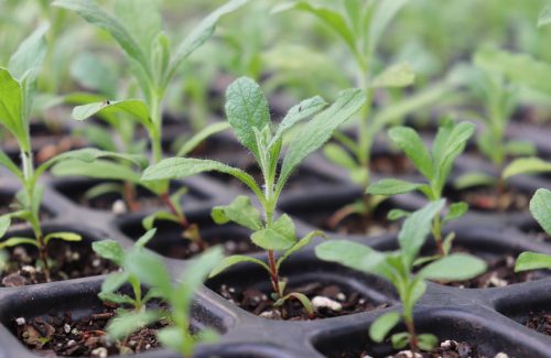 seedling, grow, plant